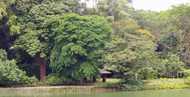 Botanic Garden 3.JPG - KONICA MINOLTA DIGITAL CAMERA